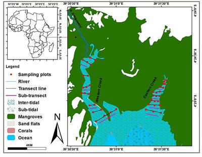 Variation in Seagrass Carbon Stocks Between Tropical Estuarine and Marine Mangrove-Fringed Creeks